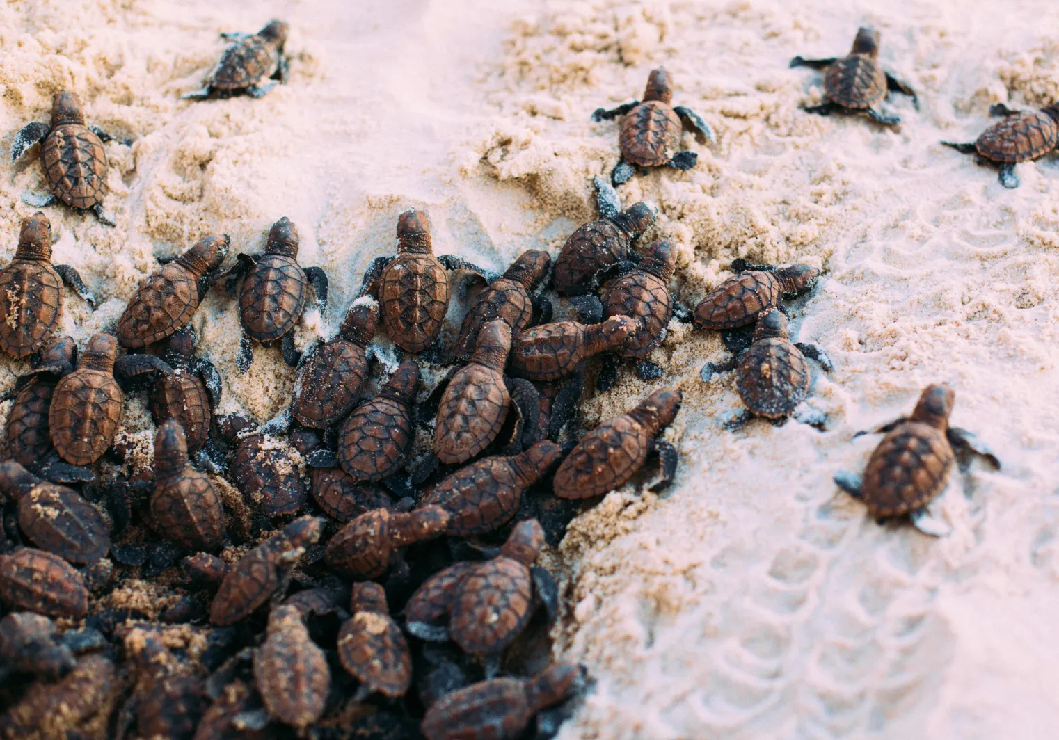 Proteção de tartarugas na praia particular do Kilombo Villas