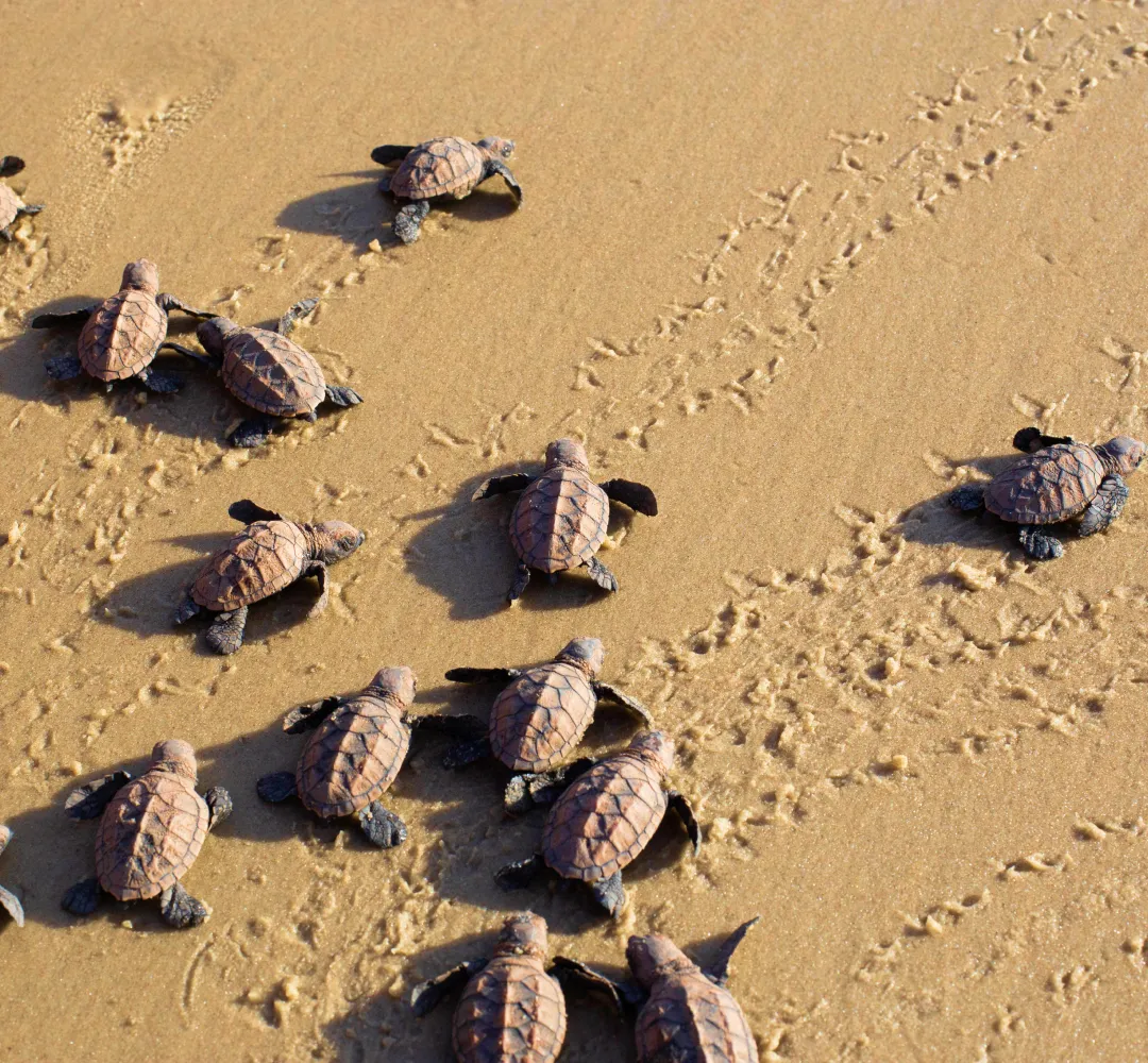 Tartarugas selvagens que habitam a praia do Kilombo Villas