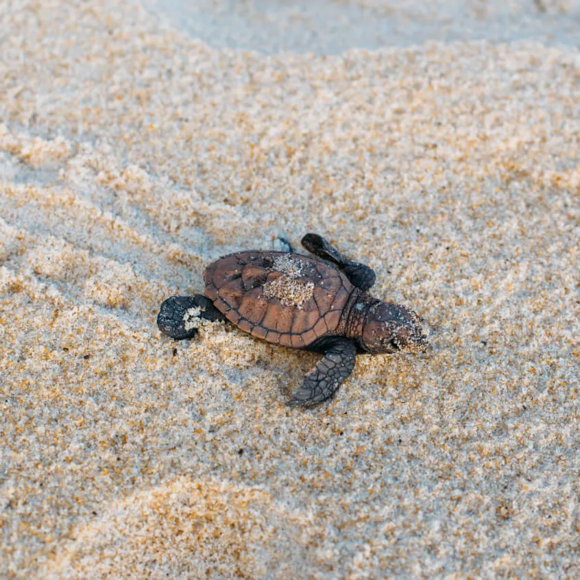 Desova de tartarugas na praia particular do Kilombo Vilas e participação na preservação